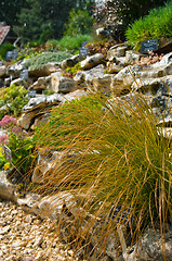 Image showing carex