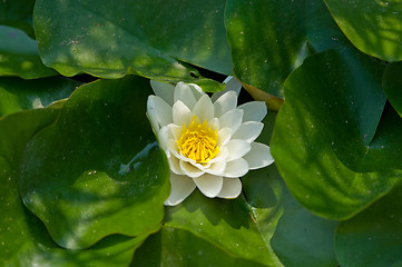 Image showing waterlily