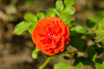 Image showing Red rose