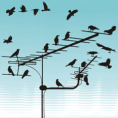 Image showing Crows on television aerials