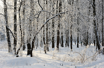 Image showing Winter landscape