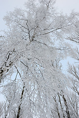 Image showing Winter landscape