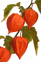 Image showing Physalis, isolated