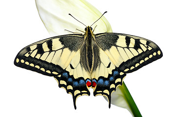 Image showing Swallowtail