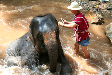 Image showing Elephant bathing