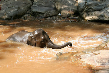 Image showing Elephant bathing