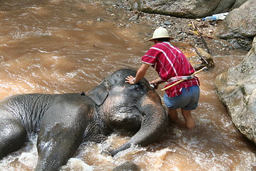 Image showing Elephant bathing