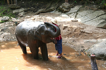 Image showing Elephant bathing