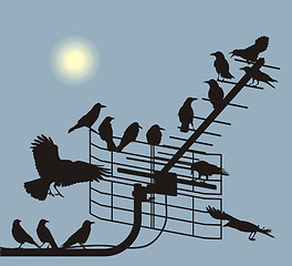 Image showing Debate crows