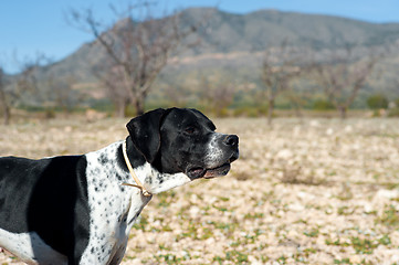 Image showing Pointer hunting dog