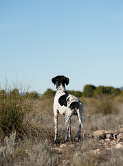 Image showing Pointer hunting dog