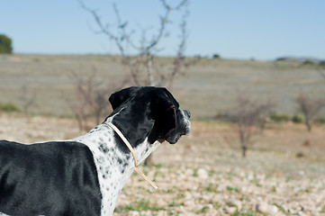 Image showing Pointer hunting dog