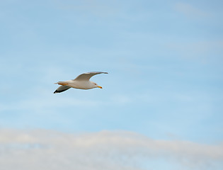 Image showing Seagull flight