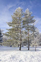 Image showing Winter in Regina