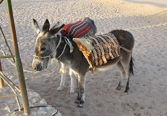 Image showing two donkeys