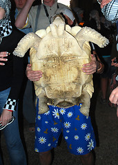 Image showing big turtle