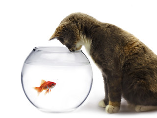 Image showing cat and a gold fish