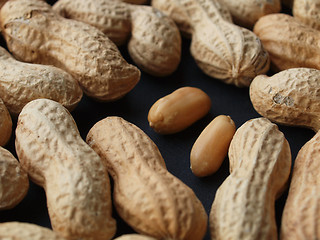 Image showing Peanut