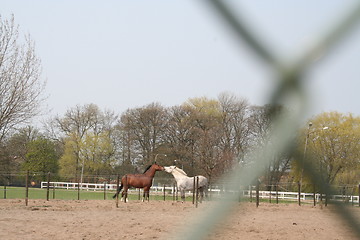 Image showing Horses