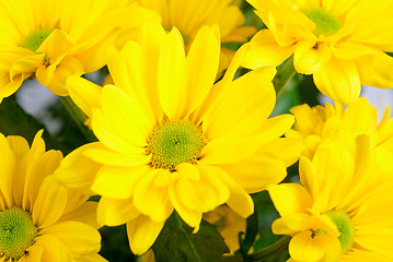 Image showing yellow chrysanthemum