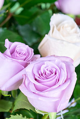 Image showing pink roses