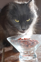 Image showing cat and food