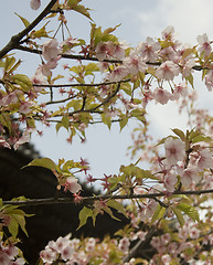 Image showing cherry blossoms 