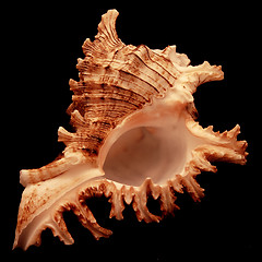 Image showing Seashell on black