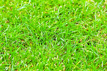 Image showing Macro grass