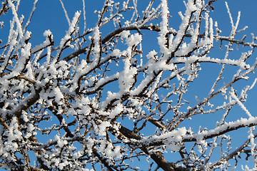 Image showing winter snow branches of tree on a blue sky