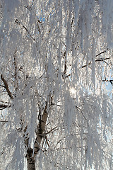 Image showing winter snow branches of tree on a blue sky