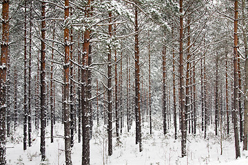 Image showing Winter wood