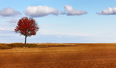 Image showing Autumn solitude