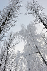 Image showing Winter landscape