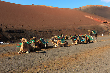 Image showing Camel Sightseeing