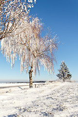 Image showing Winter field on a sunny frosty day