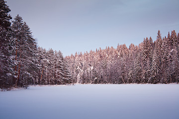 Image showing Snovy forest