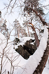 Image showing Crooked pine tree