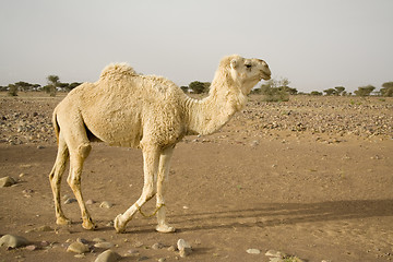 Image showing A white  camel in the desert