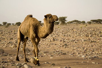 Image showing A brown camel in the desert