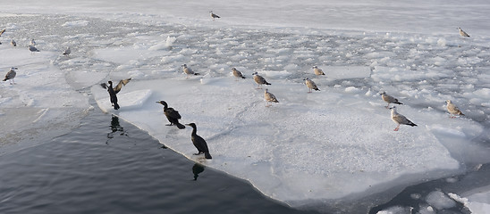 Image showing Starving birds Denmark