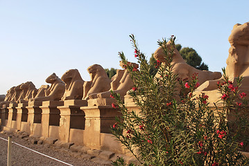 Image showing sphinx