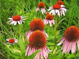 Image showing Pink Flower