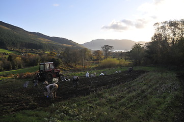 Image showing potato harvest