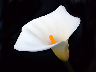 Image showing madonna lily