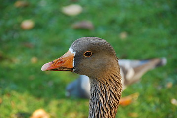 Image showing Close up of graylag goose with orange beak on green meadow background