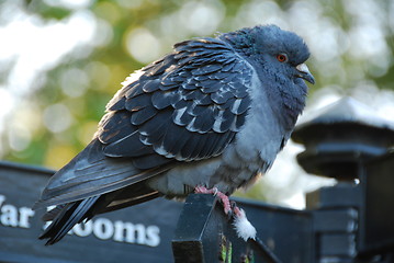 Image showing Close up of grey pigeon ruffled up in cold weather 