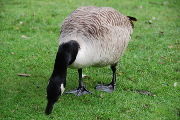 Image showing Grazing Canada goose   on green meadow background