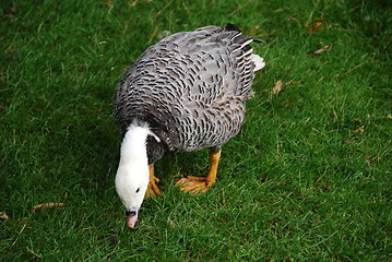 Image showing Grazing Emperor goose    on green meadow background