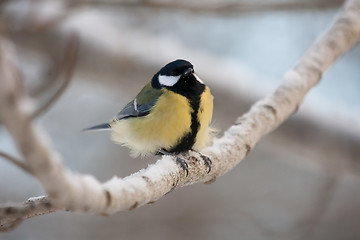 Image showing Great tit